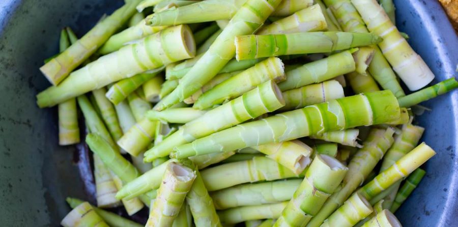 Expertos chinos destacan el potencial del bambú como alimento “sostenible” para el futuro