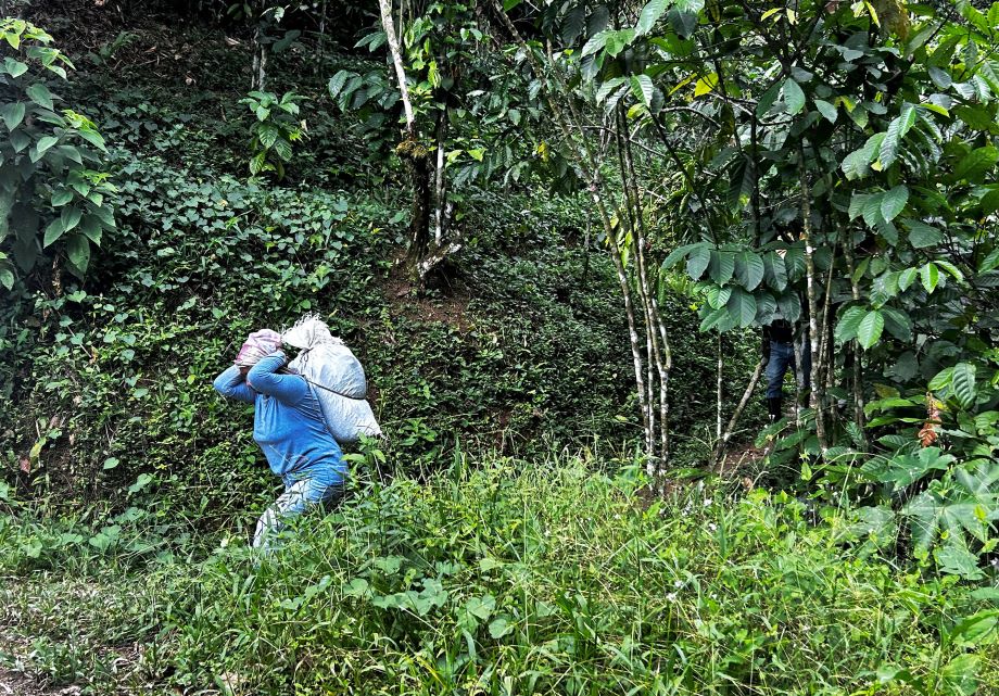 Sequía y violencia reducen en 80 % la llegada de jornaleros a fincas del sur de México