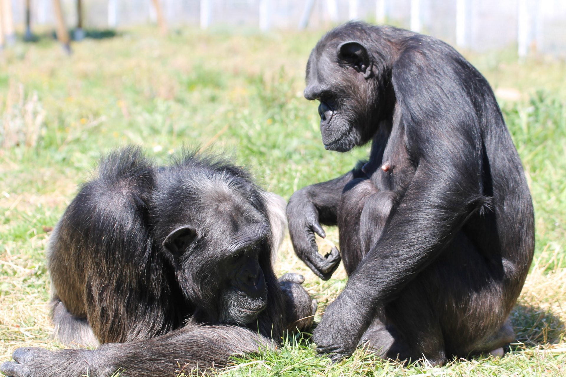 Estudios en chimpancés demuestran el aprendizaje social. / Foto: EVE verde.
