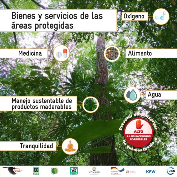 FAO junto con otros cooperantes contribuirán con el cuidado de bosques