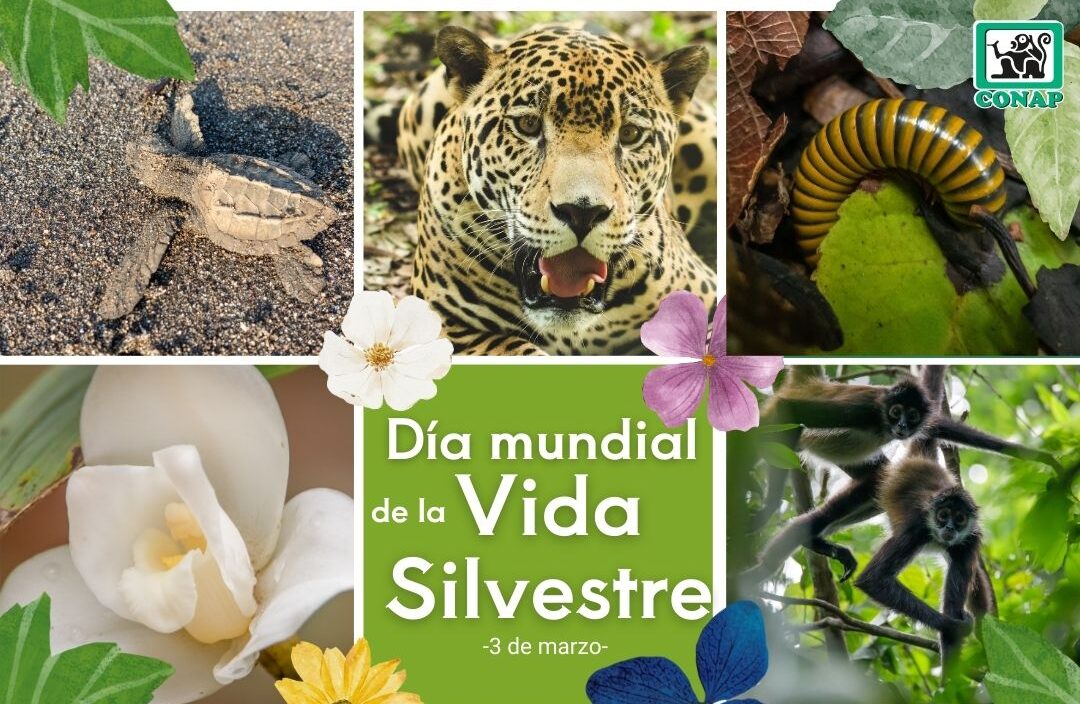 Día mundial de la vida silvestre