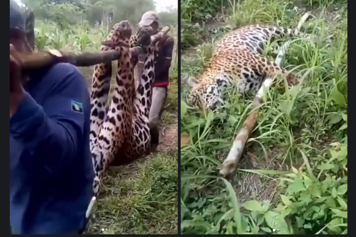Las imágenes de un jaguar cazado causaron indignación. Fueron grabadas en Colombia en 2023.
