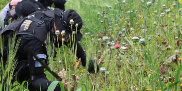 Autoridades erradican casi un millón 500 mil matas de amapola en San Marcos