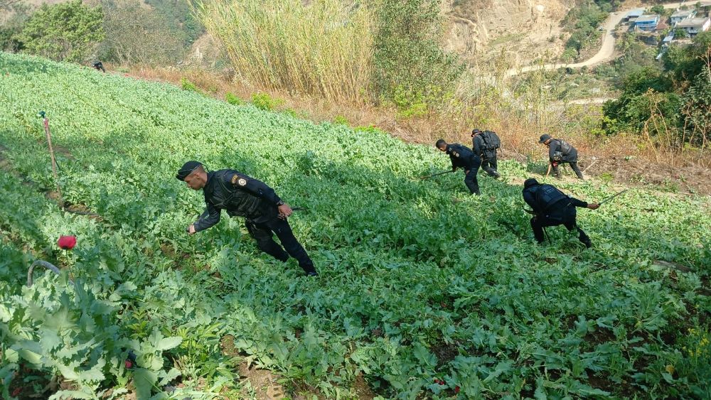 Autoridades destruyen miles de plantas de marihuana y amapola en San Marcos