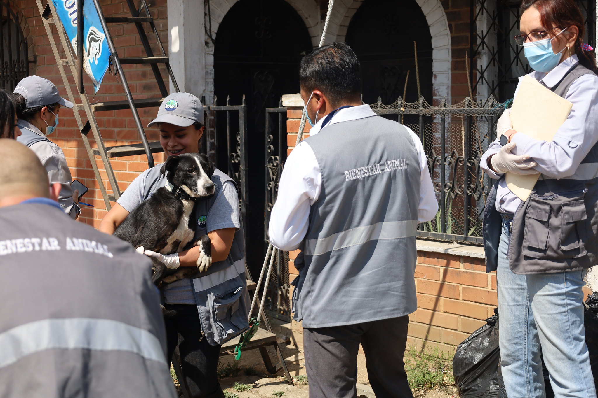 Rescatan a 19 perros en la zona 12 luego de denuncia por maltrato animal