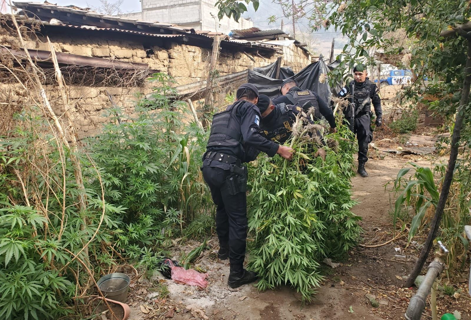 Capturado por cultivo de marihuana en Totonicapán