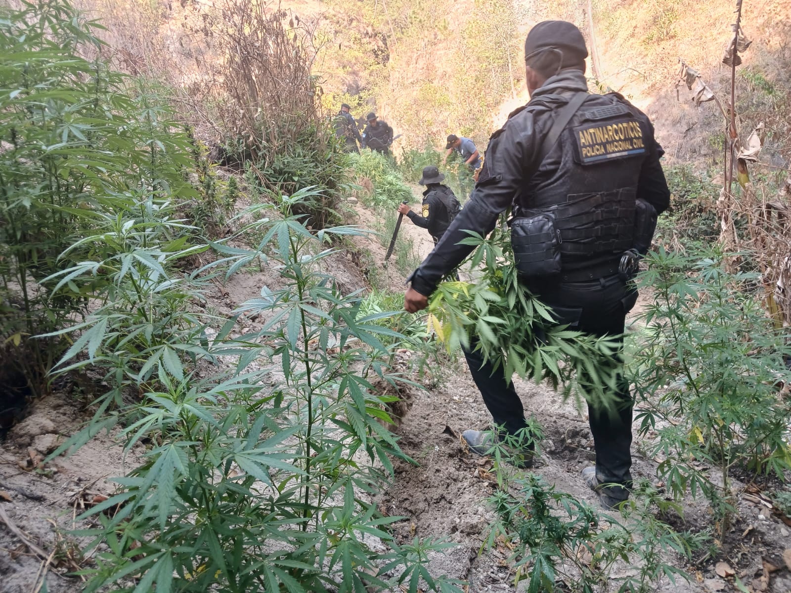 La PNC erradica más de 6 mil matas de marihuana en Totonicapán