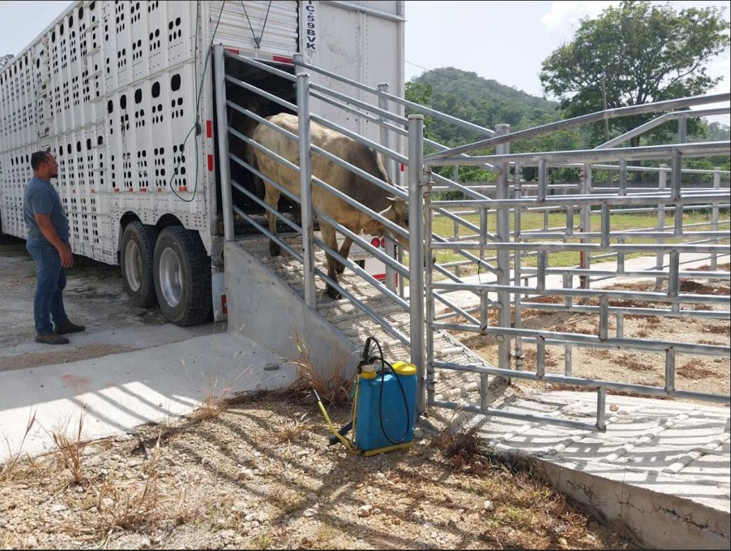Ganaderos de Petén aumentan exportaciones de bovinos a México