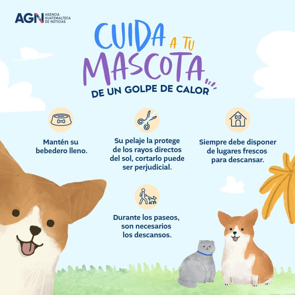 Cuida a tu mascota