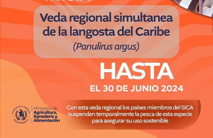 MAGA declara veda temporal de pesca de langosta