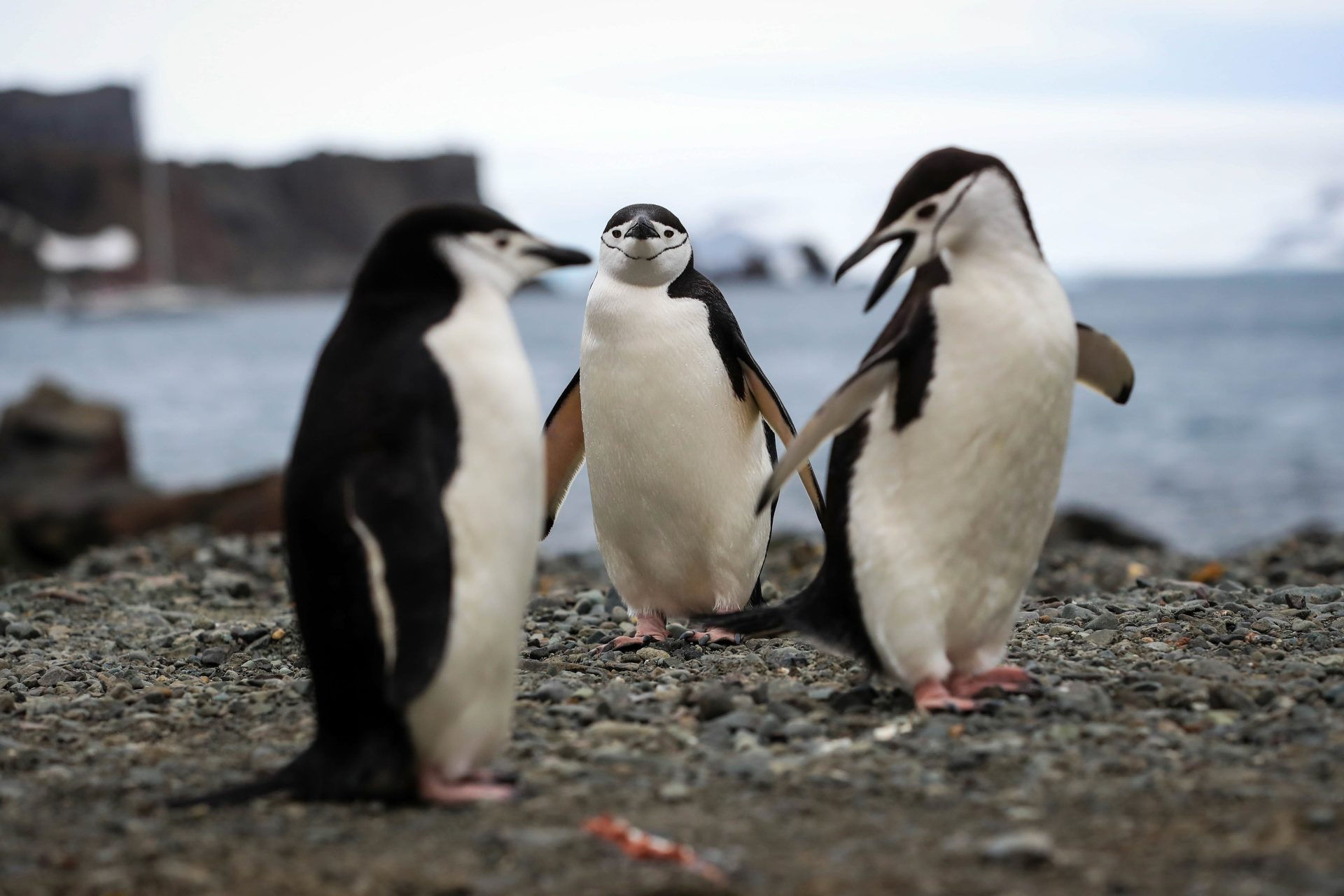 Cambio climático altera comportamiento de los pingüinos. / Foto: EFEverde.