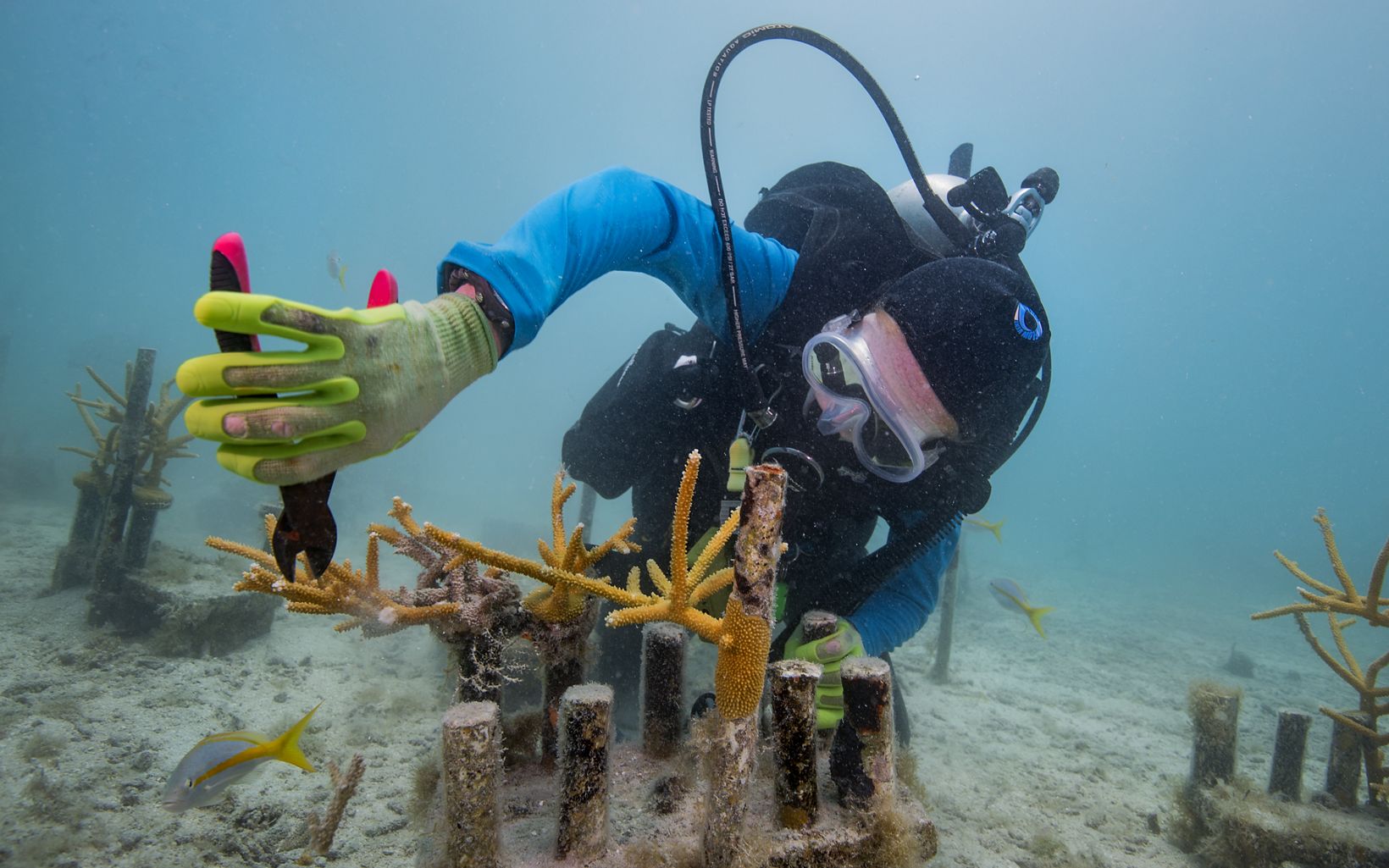 La plantación de coral logra recuperar un arrecife en solo cuatro años