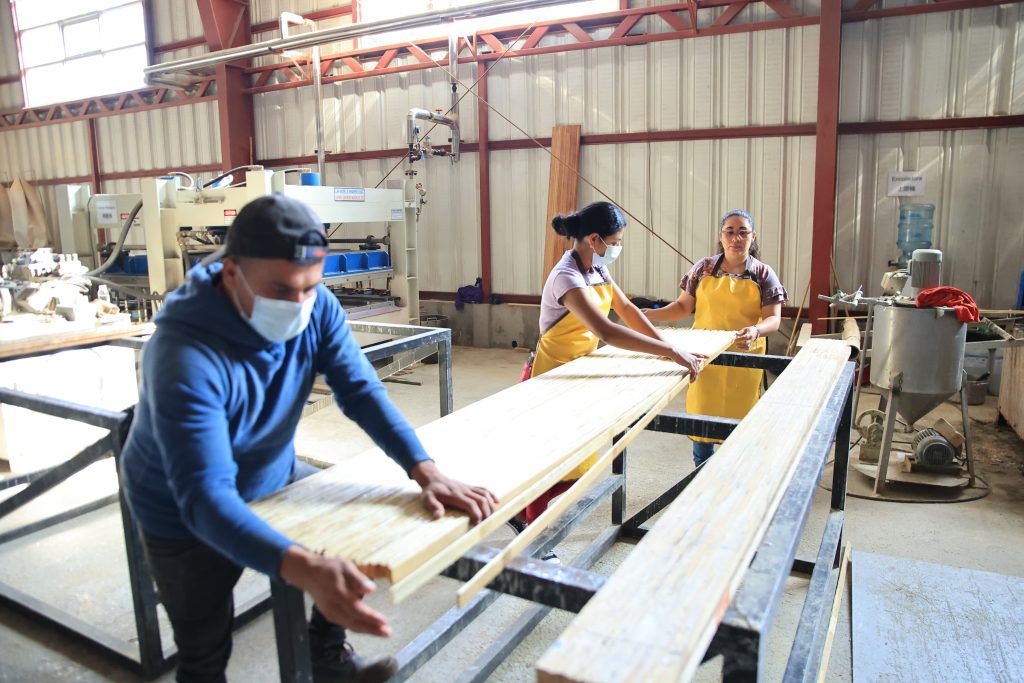 Producción de bambú en Guatemala. / Foto: MAGA.