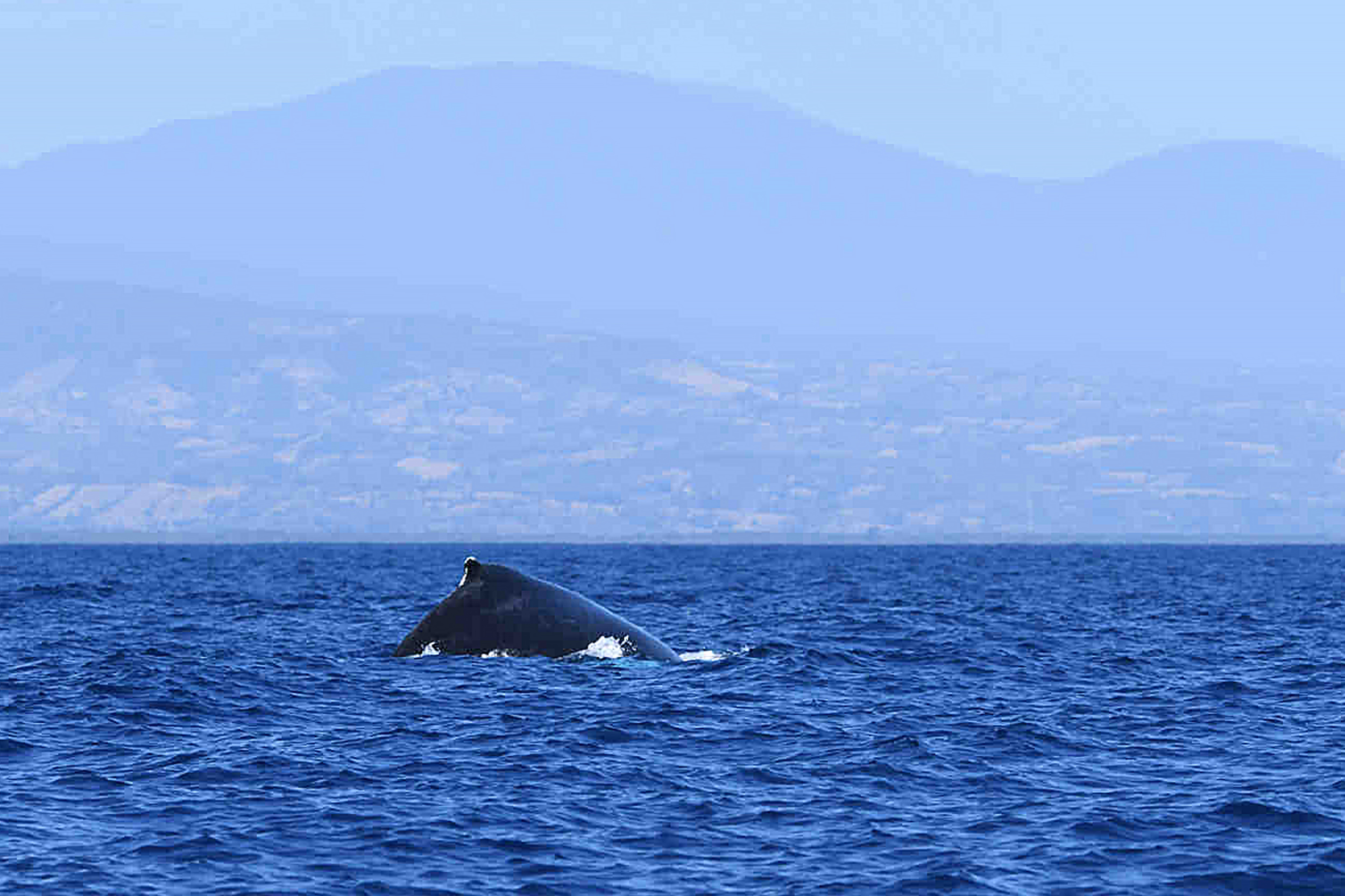 Impulsan el uso sostenible de la diversidad biológica en zonas marinas y costeras