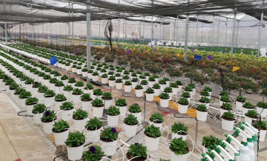 Productores cumplen requisitos para exportar maíz dulce y plantas ornamentales
