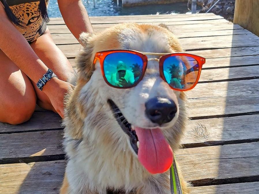 Tus mascotas también merecen vacaciones, protégelas del calor