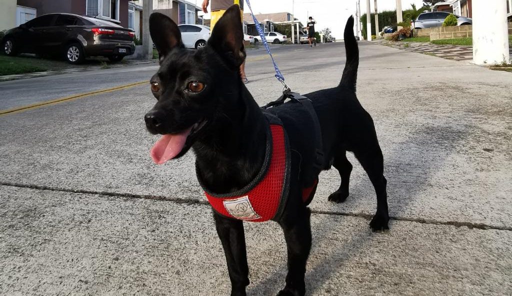 No te olvides de tus mascotas en la época de calor