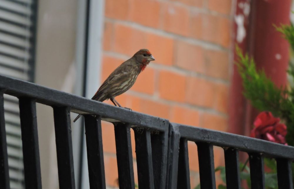 Las aves y el ruido