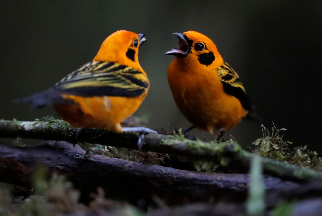 El ritmo del canto de las aves puede tener una base genética
