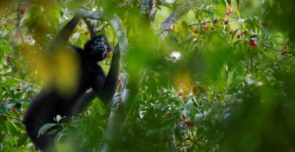 Cambio climático será la principal causa del declive de biodiversidad a mitad de siglo