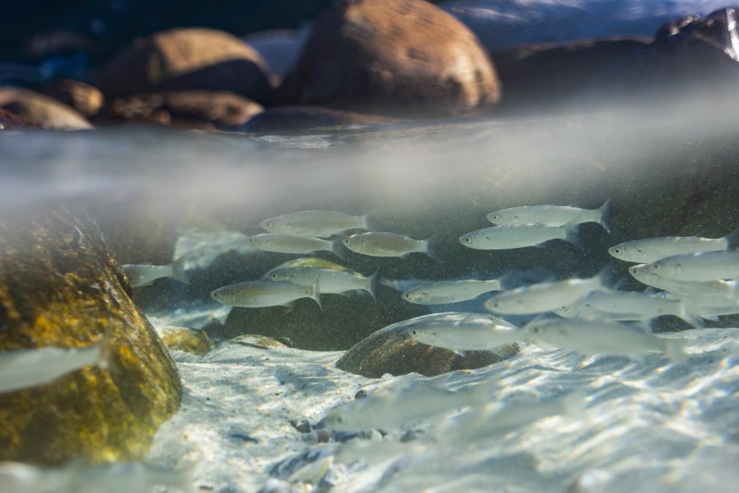 Encuentros buscan proteger los océanos. / Foto: EFEverde.