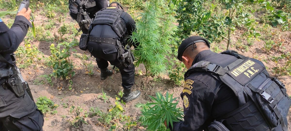 Agentes antinarcóticos erradican 10 mil 930 plantaciones de marihuana en Totonicapán