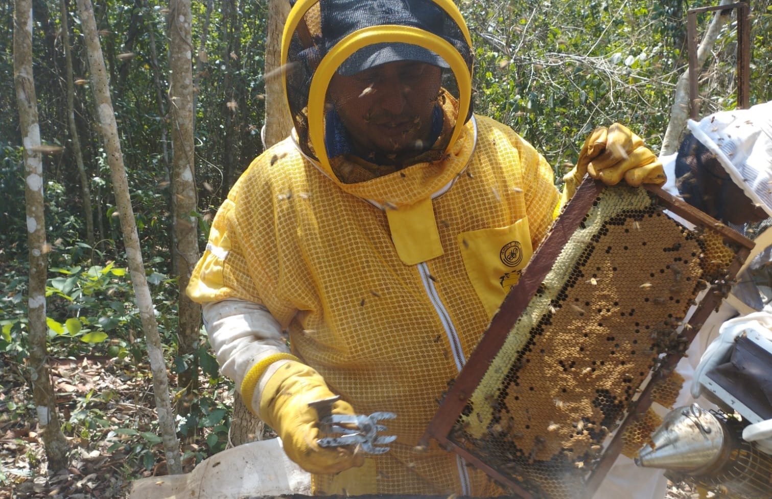 Mejoran capacidades de peteneros sobre apicultura tropical