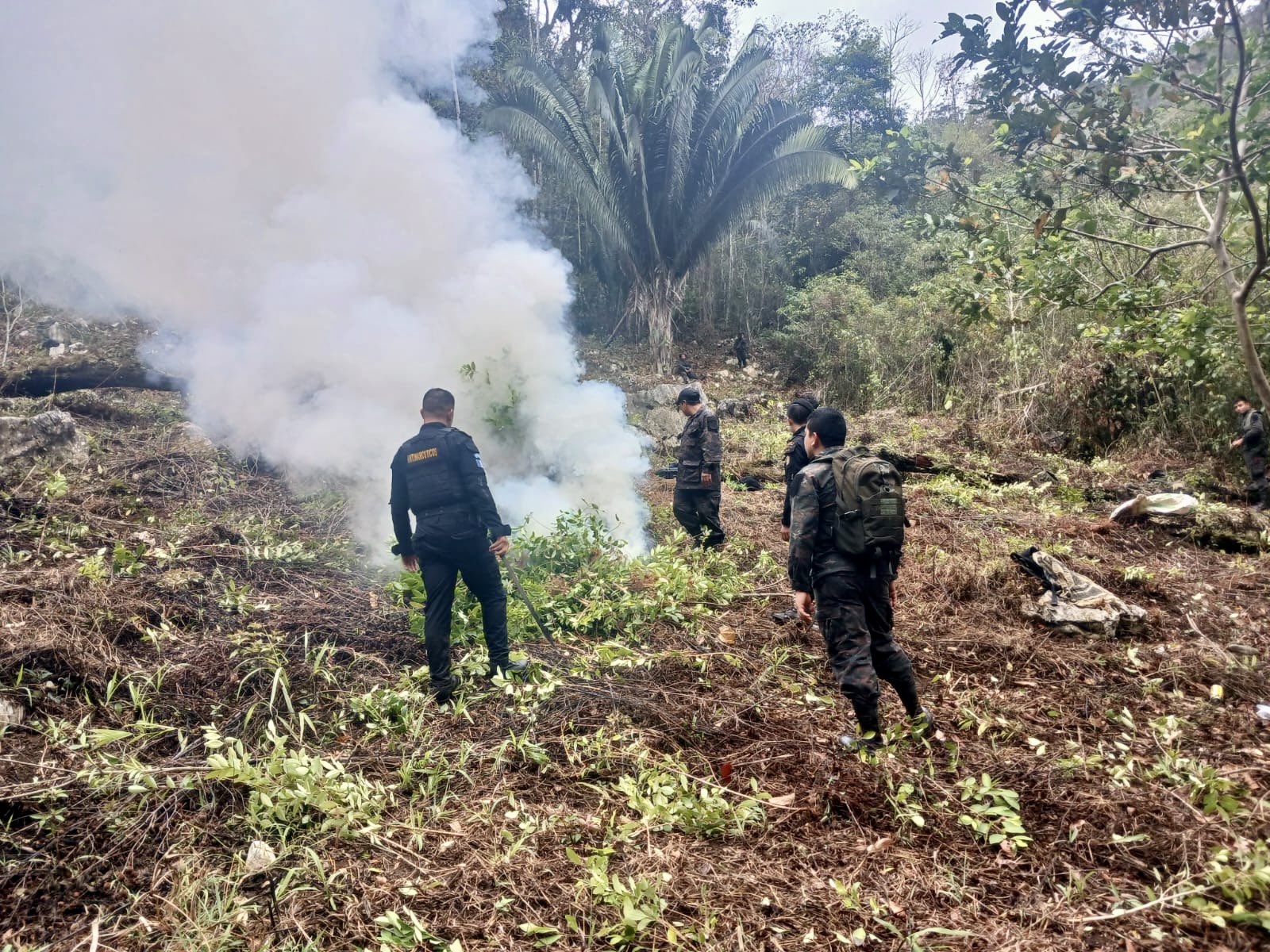 Operativo antinarcóticos en Petén: confiscados 4.5 millones de quetzales en plantas de coca