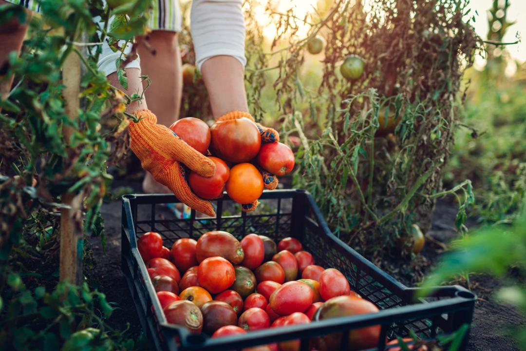 Las plantas, en la dieta del norte de África mucho antes de la extensión de la agricultura