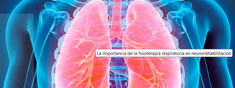 Identifican las células que protegen las vías respiratorias del agua o la acidez