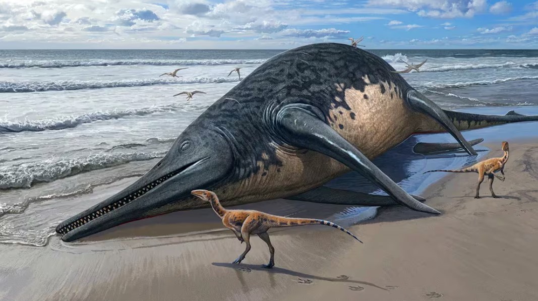 Niña descubre los restos que confirman una nueva especie de reptil marino gigante