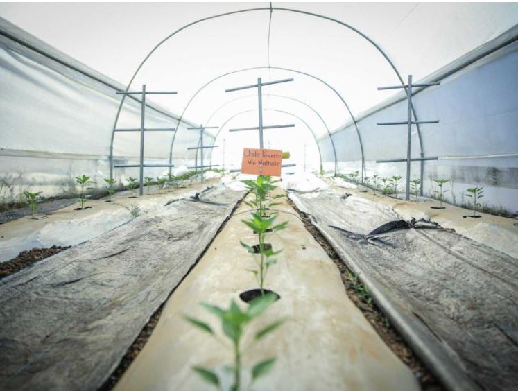 Retalhuleu cuenta con una Escuela Técnica de Campo para la Alimentación Escolar