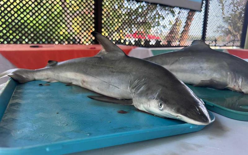 MAGA y Conap promueven la conservación marina en el país