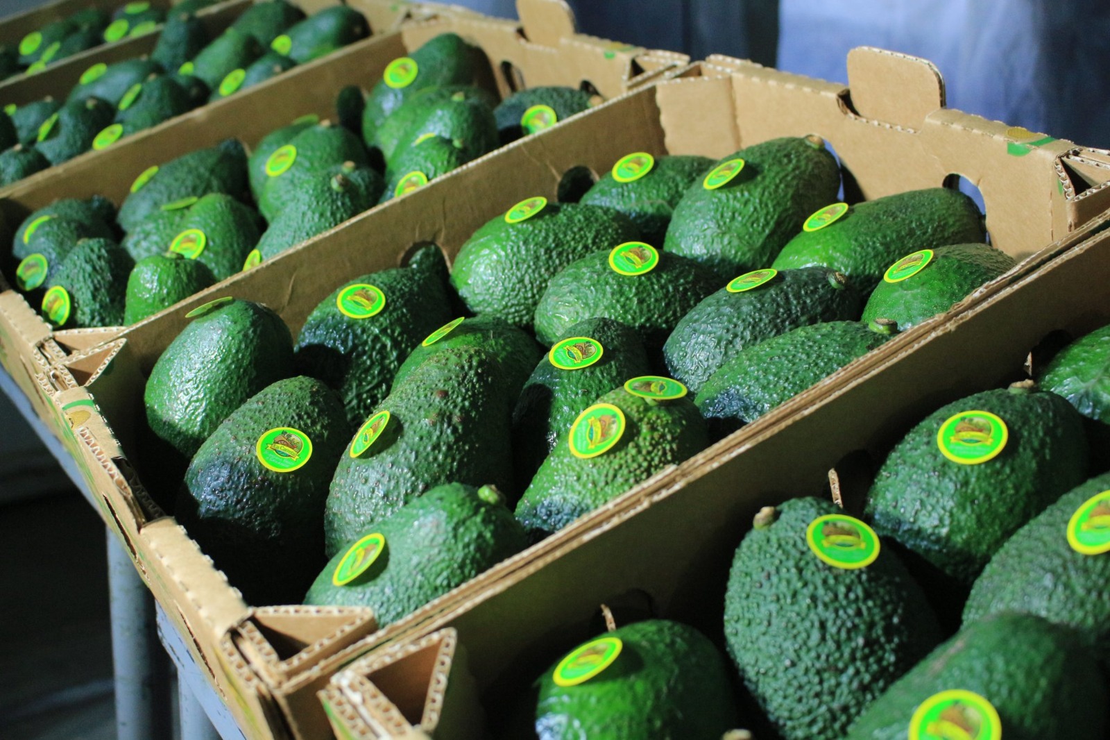 El aguacate hass guatemalteco podría incursionar en el mercado estadounidense