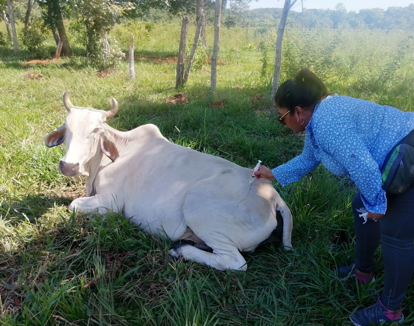 MAGA implementa acciones de prevención contra la rabia paralítica bovina