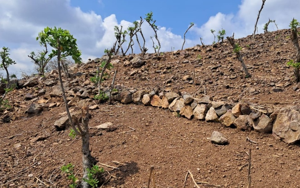 Protección de los suelos