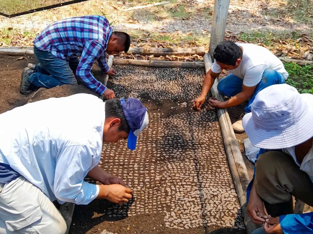 MAGA se compromete a producir 400 mil plántulas forestales en Petén