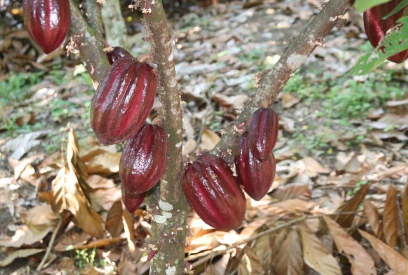 Mejoran calidad de vida de los productores de cacao en Petén
