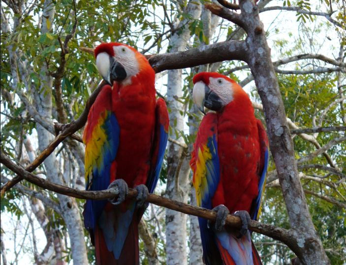 Siguen esfuerzos para conservar a la guacamaya roja. / Foto: Conap.