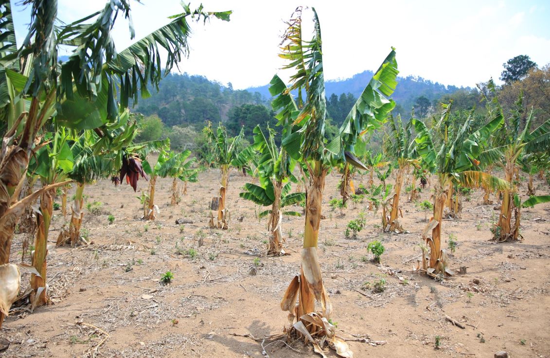 MAGA brinda recomendaciones para la producción agrícola y ganadera por clima de abril