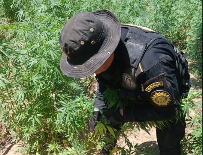 Erradican plantación de marihuana