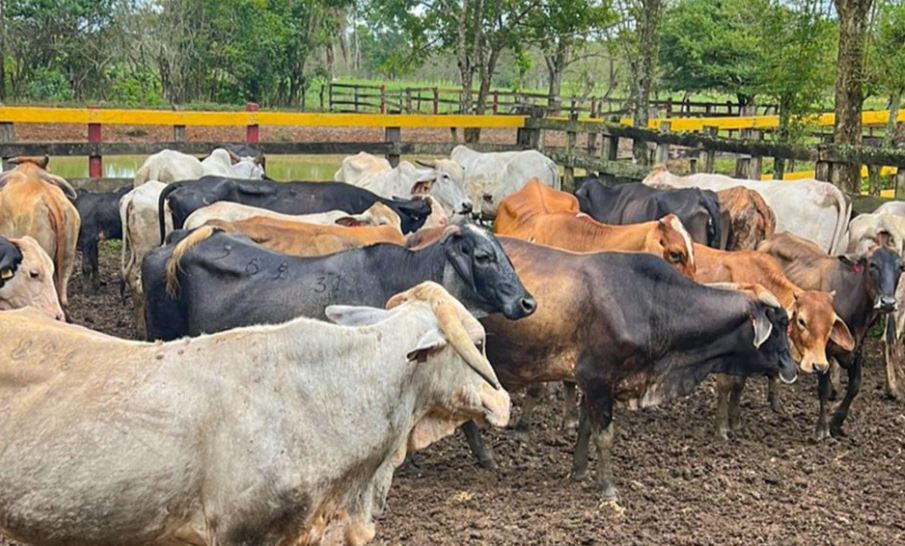 El MAGA recomienda cuidado del ganado bovino en época de calor