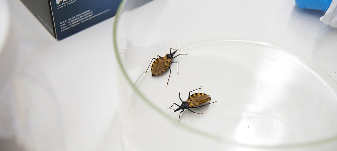 A nivel mundial se busca reducir la enfermedad de Chagas. /Foto: ONU
