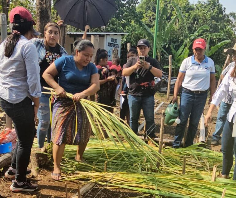 Preparan 100 mil plantas para cultivarlas en Suchitepéquez