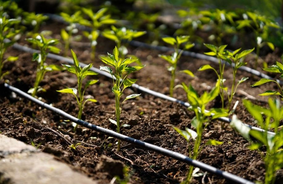 Diversidad de sistemas de riego para impulsar la agricultura