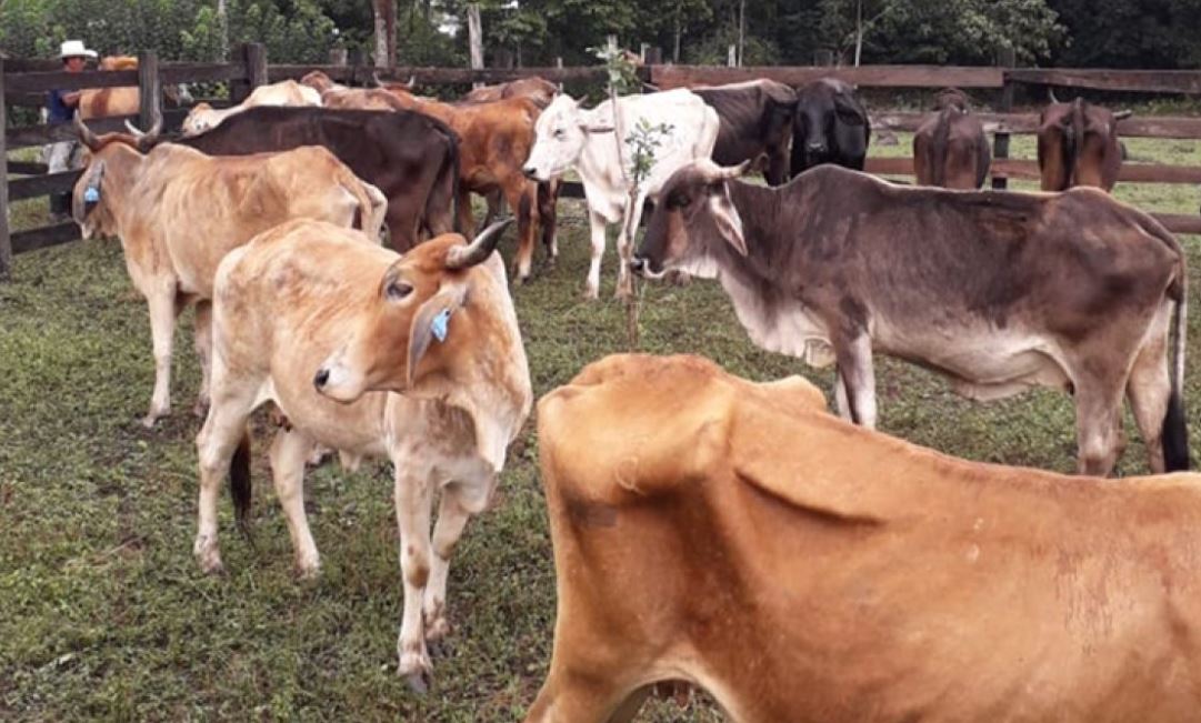 Guatemala en alerta para prevenir y detectar el gusano barrenador