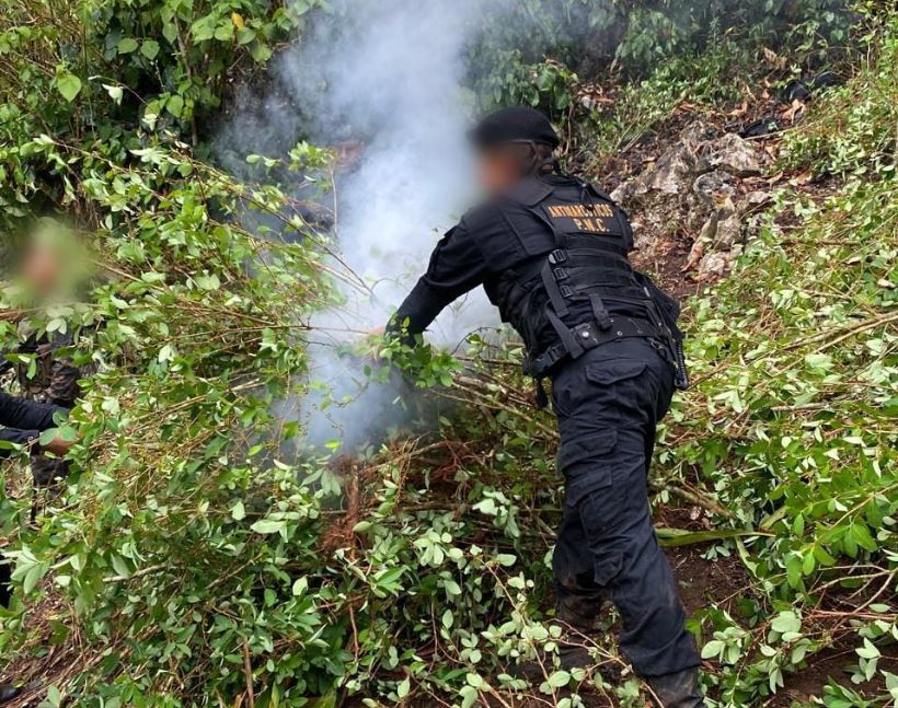 Lucha contra el narcotráfico deja más de 11 millones de quetzales en erradicación de plantaciones