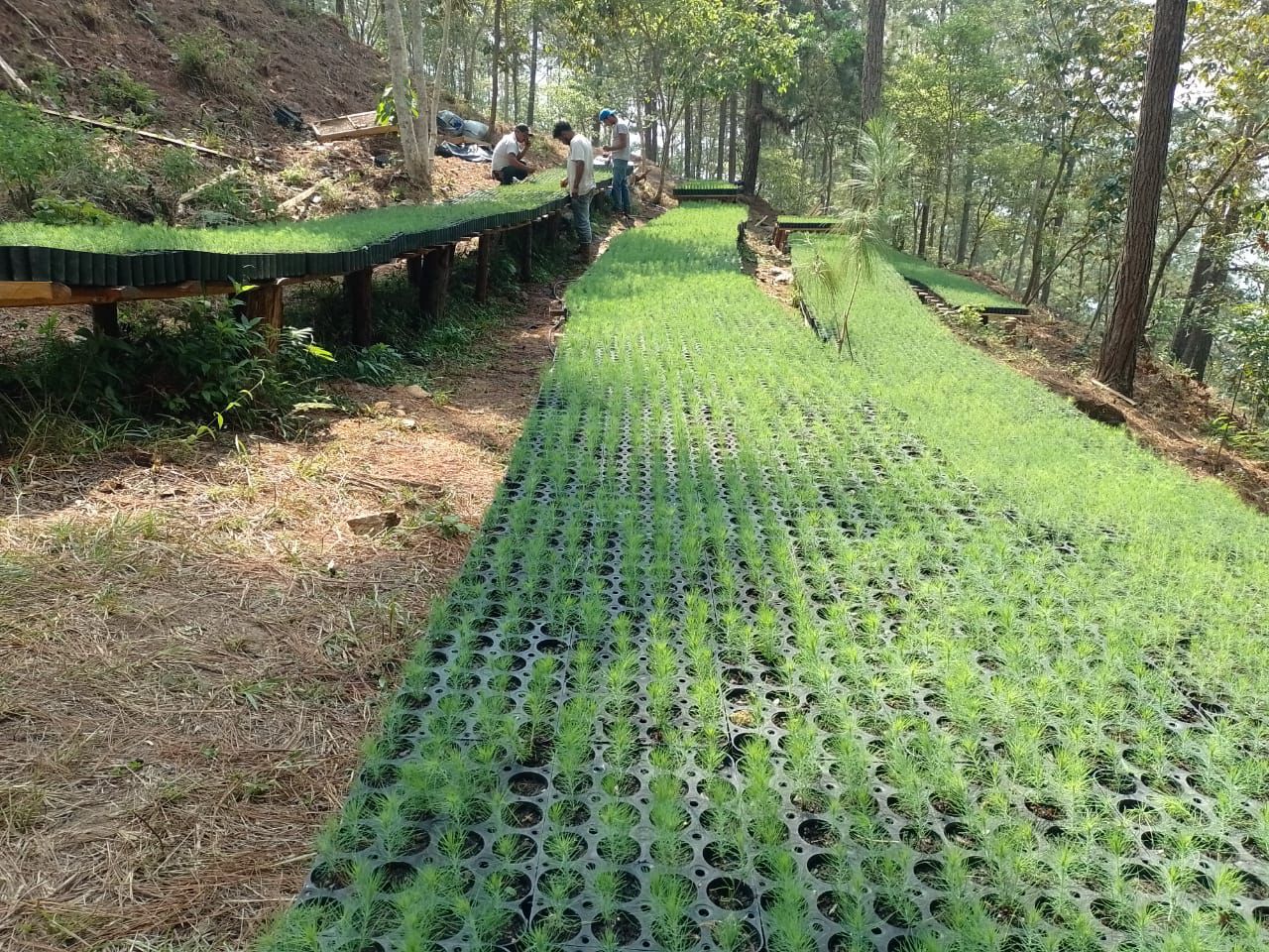 Promueven sostenibilidad forestal en Zacapa