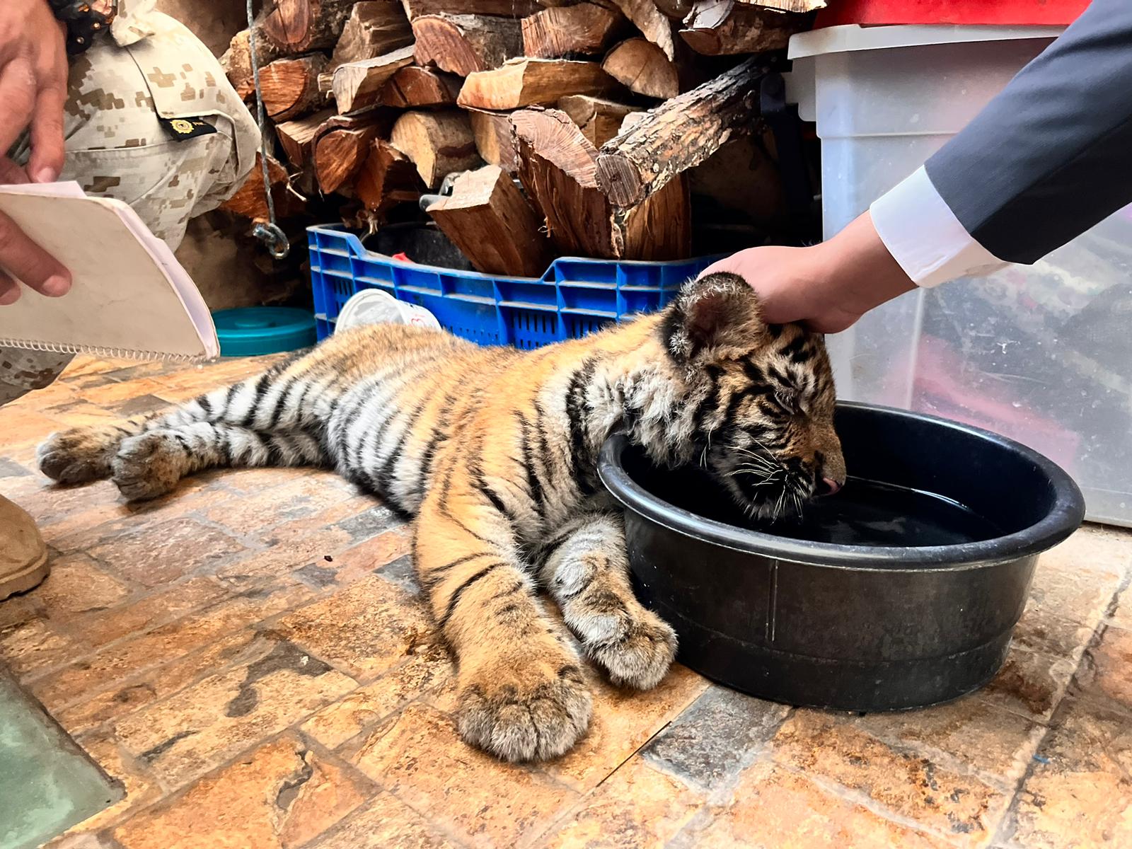 Momentos durante el rescate del tigre. / Foto: Conap.