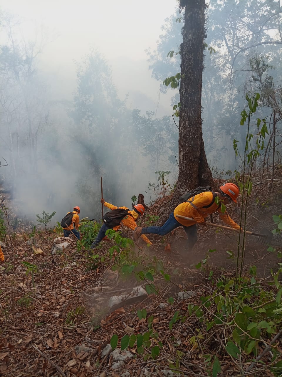 Incendios han dejado pérdidas en más de 41 mil hectáreas de bosques del país